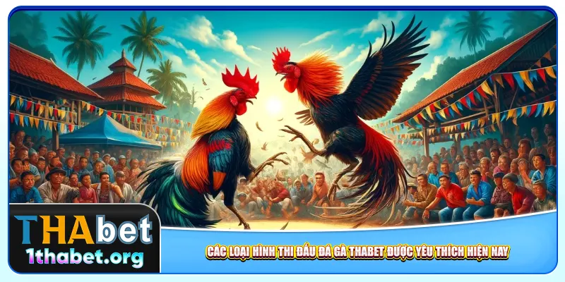 Các loại hình thi đấu đá gà Thabet được yêu thích hiện nay