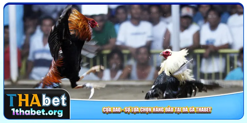 Cựa dao - Sự lựa chọn hàng đầu tại đá gà Thabet