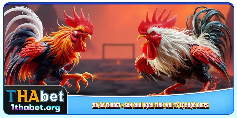 da-ga-thabet-san-choi-kich-tinh-voi-ty-le-cuoc-98-7