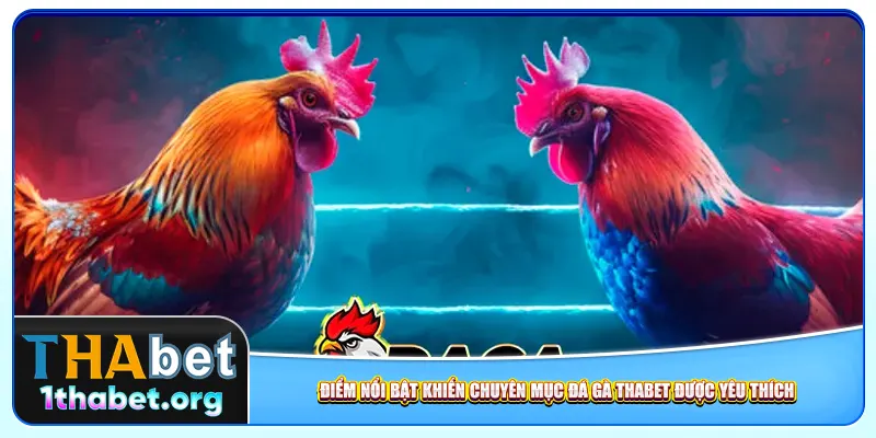 Điểm nổi bật khiến chuyên mục đá gà Thabet được yêu thích